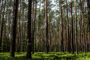 Blueberries in the forest. Beautiful summer forest. Collecting berries. Beautiful landscape. Background.