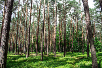 Blueberries in the forest. Beautiful summer forest. Collecting berries. Beautiful landscape. Background.