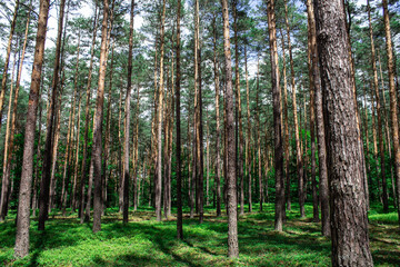 Obraz premium Blueberries in the forest. Beautiful summer forest. Collecting berries. Beautiful landscape. Background.