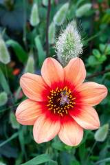Been on Dahlia Mignon Flower in Garden in Oxford, United Kingdom