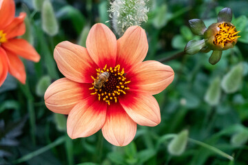 Horizontal View of Dahlia Mignon Flower and Bee in Garden in Oxford, United Kingdom
