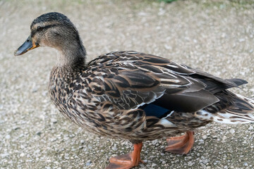 Female Mallard Duck Walking in Garden in Oxford, United Kingdom