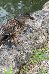 Female Mallard Duck Walking in Garden in Oxford, United Kingdom