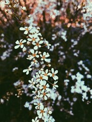 Obraz premium White Flowers