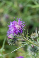 View of Purple Common Thistle Flowers at Garden in Oxford, United Kingdom