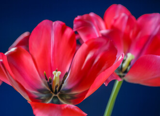 Red tulip on Blue baclground