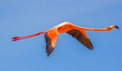 American Pink Flamingo © John Anderson