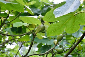 Fig tree in a garden