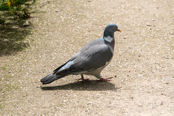 Fototapeta premium Pigeon walking on a Path at a Garden in Oxford, United Kingdom