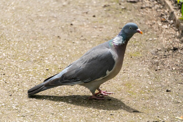 Pigeon in Path at a Garden in Oxford, United Kingdom