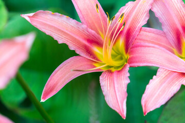 Close-Up of an Orange Day-Lily Flowersin Garden in Oxford, United Kingdom