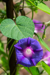 Purple Morning Glory Flower in Garden in Oxford, United Kingdom