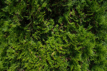 Background of Christmas tree branches, tree texture.