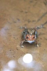 frogs in water, nature, Spring In NC