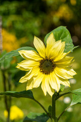 Light Yellow Sunflower in Garden in Oxford, United Kingdom