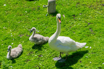Swan and Cygnets on Grass in Oxford, United Kingdom
