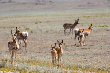 Pronghorn Antelope