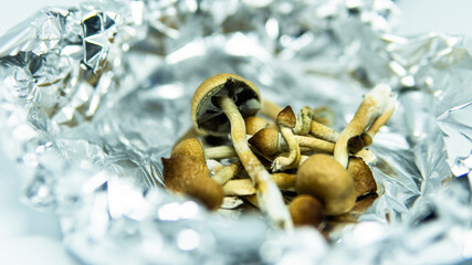.cultivation of recreational psilocybin mushrooms in the world. Medical news on hallucinogenic mushrooms