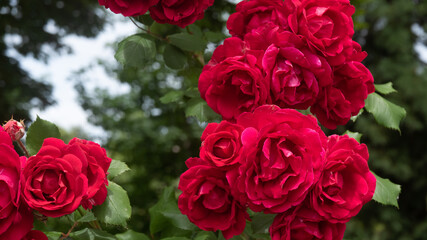 Clusters of Red roses with green leaves in nature 