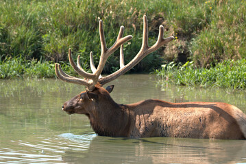 Naklejka na ściany i meble Bull Elk in the summer standing shoulder deep in a mountain stream