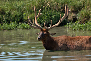 Bull Elk in the summer