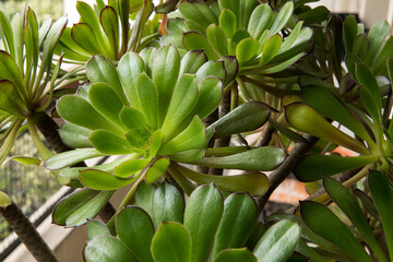 Obraz premium Succulent plant. Closeup of an Aeonium arboreum, also known as Irish Rose, growing in the urban garden. 
