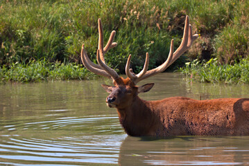 Naklejka premium Bull Elk in the summer