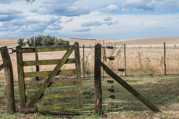 Obraz premium old wooden fence and a wheat field in Argentina
