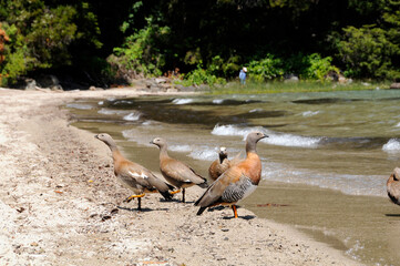 Fototapeta premium duck on the beach