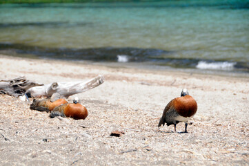 birds on the beach