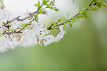 Cherry blossom in spring for background or copy space for text