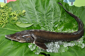 Sturgeon fish on ice at the fish market