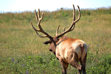 Naklejka na ściany i meble Large mature Bull Elk
