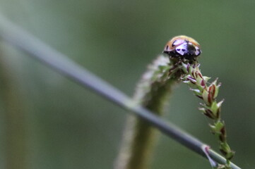 Coccinelle