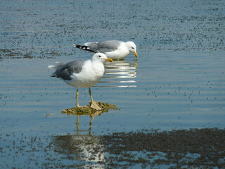 Sunny view of the Mono lake with full of Alkali fly and a seagull