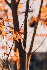 autumn 
