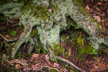 Tree roots with lichen and moss, Appalachia, North Carolina