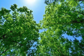 青空バックに見上げるメタセコイヤの若葉