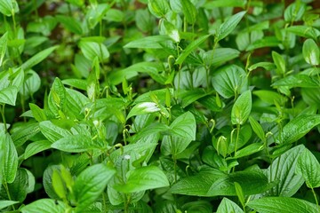 色づき始めたハンゲショウの葉