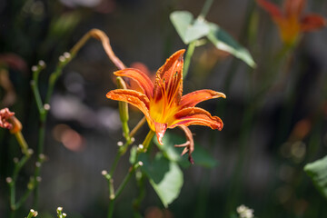 Orange flowers Hemerocallis blooming outdoors，Hemerocallis fulva
