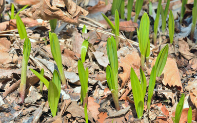 Young wild onion (ramson) (Allium ochotense)