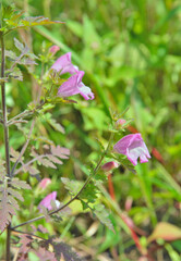 Wildflowers (Phthirospermum chinense)