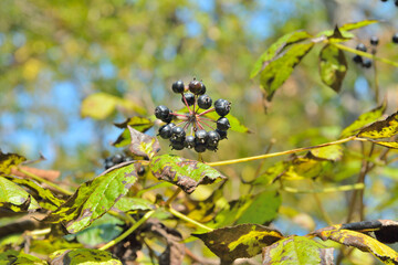 Branch of bush (Eleutherococcus senticosus) with berries