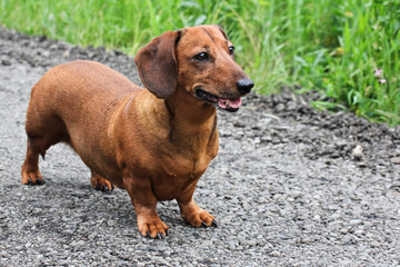 Smooth-haired red-haired and gray-haired dog for a walk; medium-sized dachshund walking on a gravel road in the park.