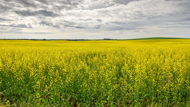 Blooming Canola Field Near Airdrie, Alberta, Canada