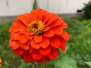 common zinnia Multi-layered orange petals with yellow stamens in the middle. Green leaf stalk