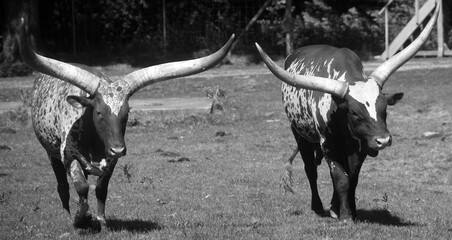 Ankole-Watusi is a modern American breed of domestic cattle. It derives from the Ankole group of Sanga cattle breeds of central Africa. It is characterized by very large horns.