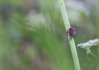Striped beetle (Graphosoma lineatum) crawls along the green stem, with room for text on the left. Close-up side view.