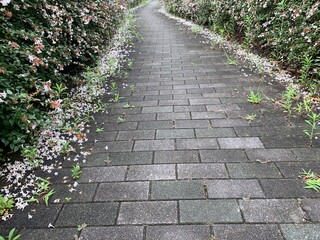 The walkway is covered with black-gray rectangle plaster. On both sides of the tree are white-pink...