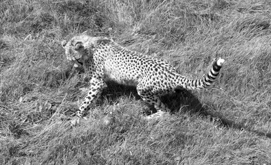 Cheetah is a large-sized feline inhabiting most of Africa and part of the Middle East. © Daniel Meunier